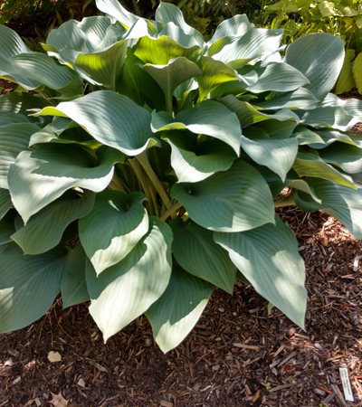 Hosta Krossa Regal